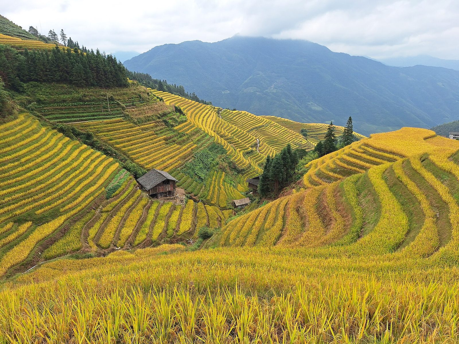 Rice terraces in the hills of southwest China